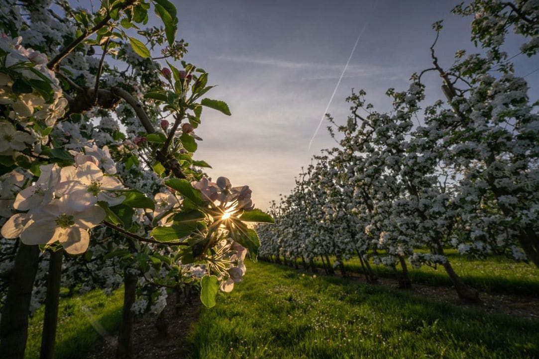 How We Care for Our Trees Through the Early Season