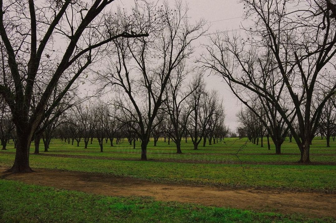Fresh Ideas for Enjoying Orchard-Fresh Fruit at Home