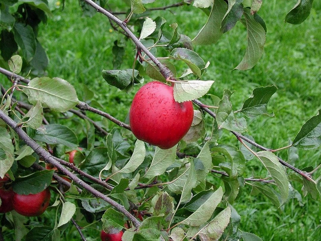 Willow Vale Orchards 1