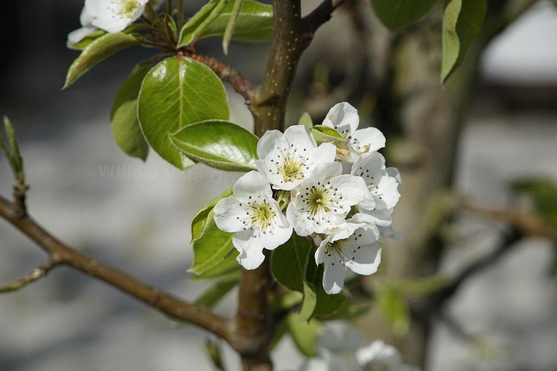 Willow Vale Orchards 10