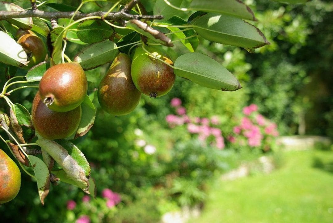 Willow Vale Orchards 7
