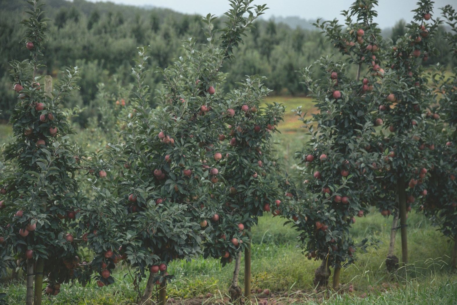 Willow Vale Orchards