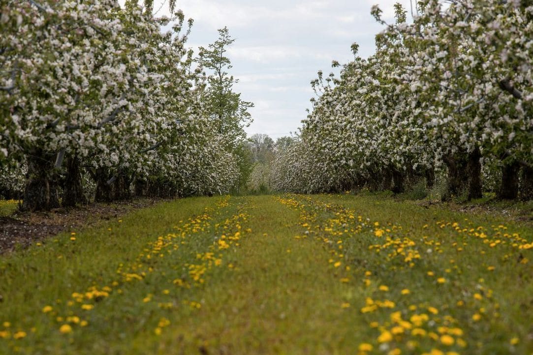 Assess orchard conditions