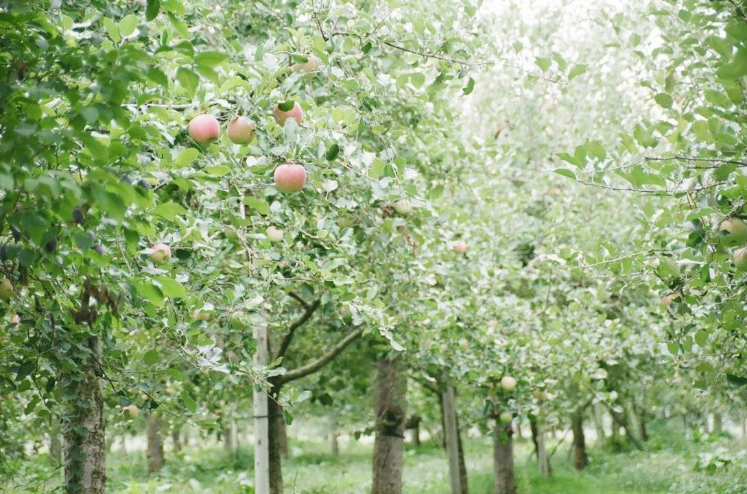 Review yield and prepare harvest