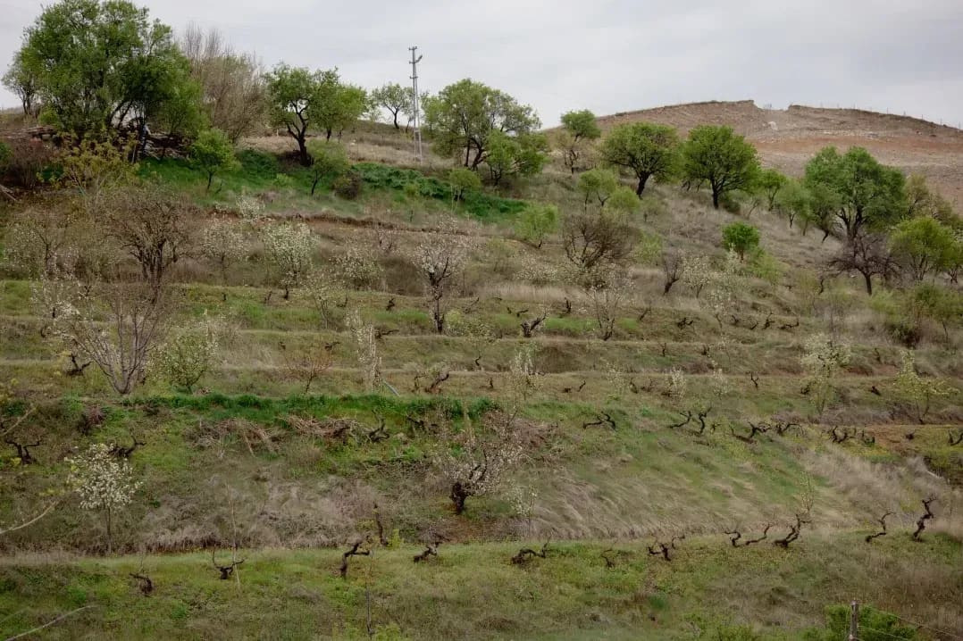 Orchard maintenance and pruning