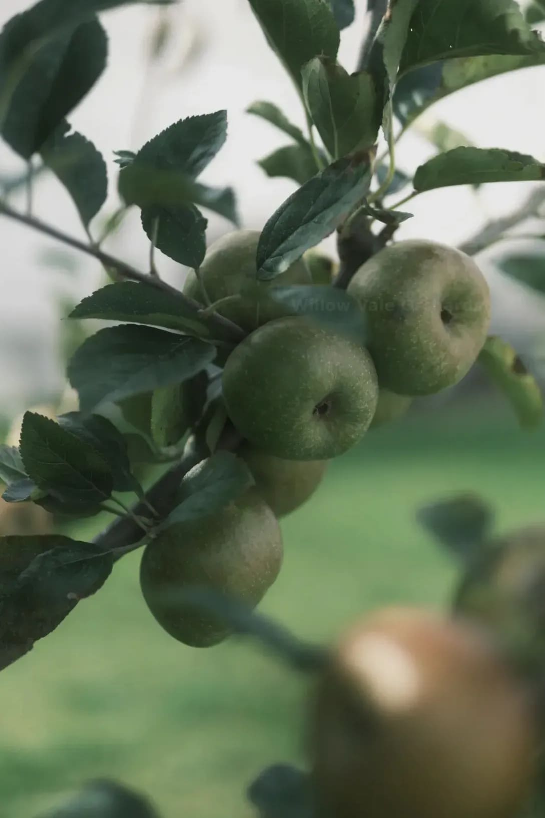 Apple and pear harvesting