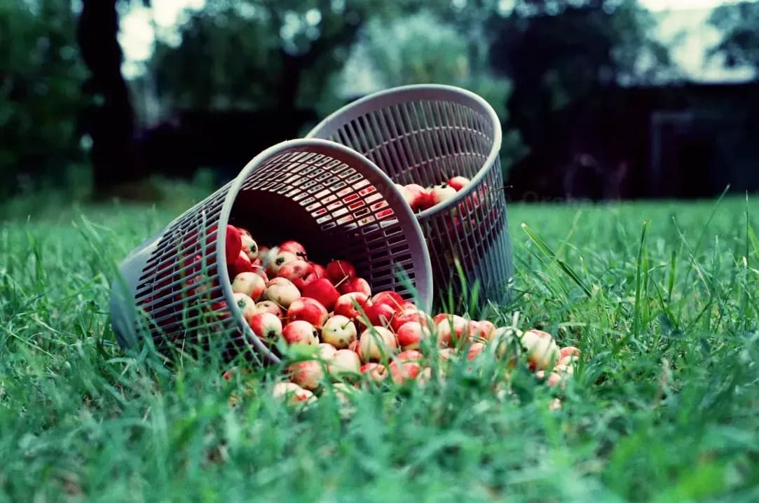 Local fruit supply for retailers and markets