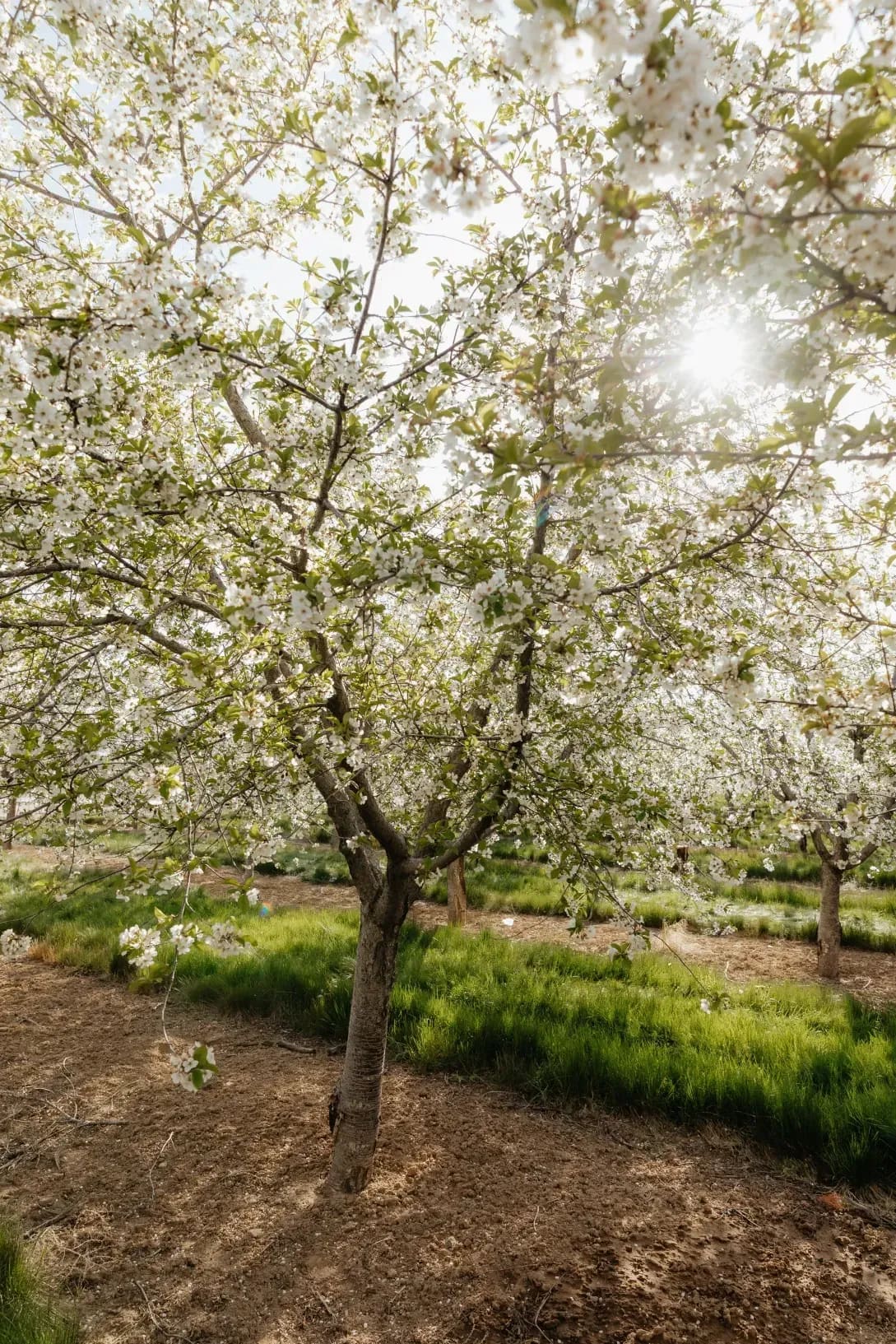 Tree planting and orchard establishment